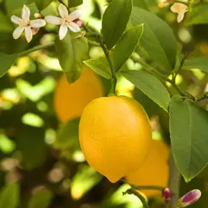 Dwarf Meyer Lemon