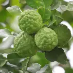 Backyard Fruit - Trees You Should Grow Dwarf Lime Kaffir St 14 - Garden Express Australia