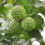 Dwarf Lime Kaffir St 14 - Garden Express Australia