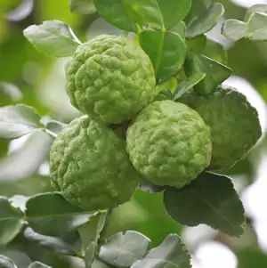 Backyard Fruit – Trees You Should Grow