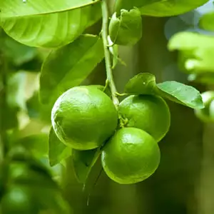 Washington Navel Orange Dwarf Lime Tahitian St 14 - Garden Express Australia