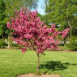 Eastern Redbud Eastern Redbud