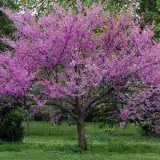 Eastern Redbud 15 St 12058918 - Garden Express Australia