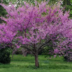 Eastern Redbud Eastern Redbud