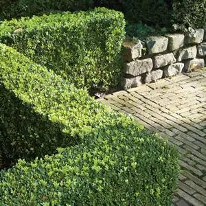 How To Grow A Hedge English Box Buxus 14 - Garden Express Australia