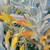 Eremophila Kalbarri Carpet Single Use 14 - Garden Express Australia