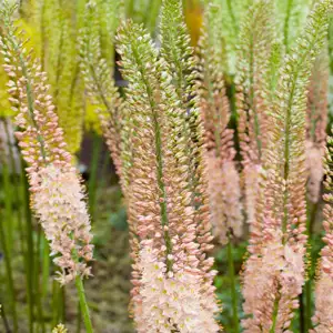 Eremurus Growing Guide Eremurus Romance Nor 15 - Garden Express Australia