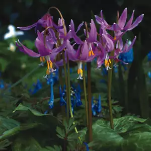 Top 10 Bulbs To Plant In Spring Erythronium Rose Beauty 15 © - Garden Express Australia