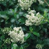 Escallonia Iveyi - Garden Express Australia