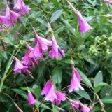 Fairy Fishing Rod Pink 14courtesy Ruth Hartnup Flickr - Garden Express Australia