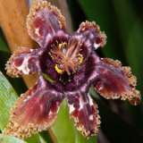 Ferraria Undulata Courtesy Of Stevealison1 Flickr14