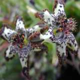 Ferraria Crispa Courtesy Of Www Strangewonderful Things - Garden Express Australia