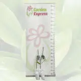 Genoa Black Fig Genoa Black Fig