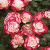 Fire Ice 16 - Garden Express Australia