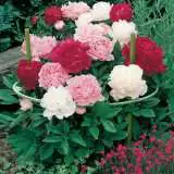 Flexo Plant Support Peony Accflex35 - Garden Express Australia