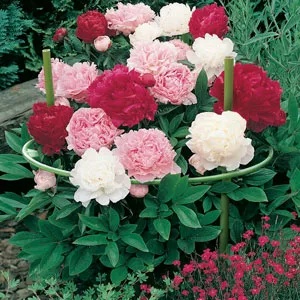 Gardeners Advantage Plant Support Round- Flex 35-50