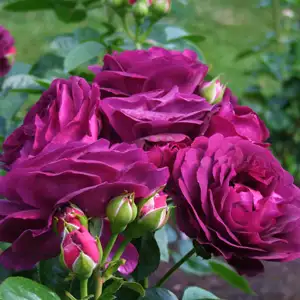 What Is A Floribunda Rose? Floribunda Rose Ebb Tide16 - Garden Express Australia
