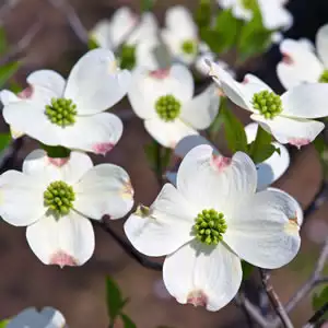 American Honeysuckle Growing Guide Flowering Dogwood White 14 - Garden Express Australia