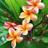 Frangipani Tri Colour I6 - Garden Express Australia