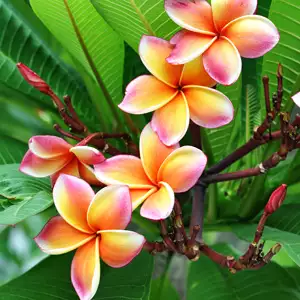 Frangipani Tri-colour 120mm Frangipani Tri-colour 120mm