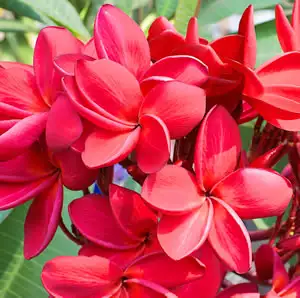 Frangipani Darwin Blood Frangipani Darwin Blood