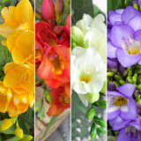 Freesia Giant Hybrid Collection Colfregco 2026 - Garden Express Australia