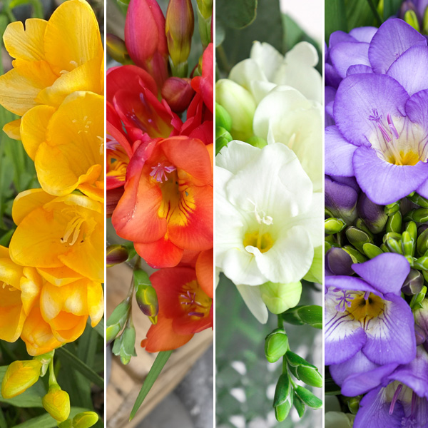 Freesia Giant Hybrid Collection