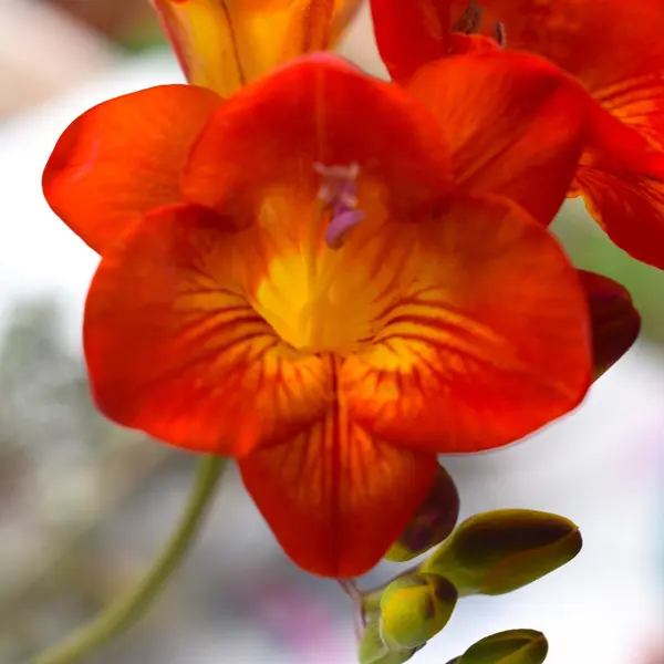 Roaring Red & Gold Collection Roaring Red & Gold Collection