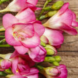 Preciously Pink Collection