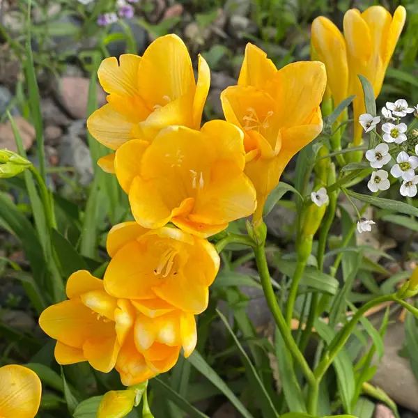 Freesia Giant Hybrid Collection