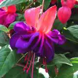 Fuchsia Voo Doo 2016jpg - Garden Express Australia