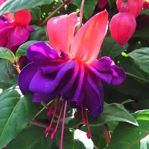 Fuchsia Voodoo Fuchsia Voodoo