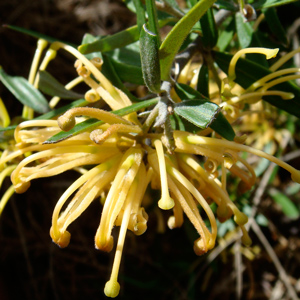 Grevillea Yellow Form - Garden Express Australia