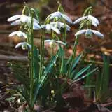 Growing Guide Growing Guide