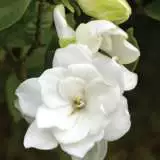 Gardenia Radicans 16 - Garden Express Australia