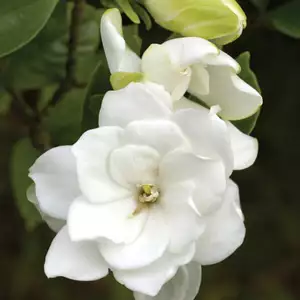 Gardenia Radicans 140mm