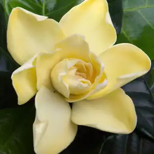 Dichondra Repens Growing Guide Gardenia Gold Magic2013 - Garden Express Australia