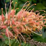 Grevillea Coconut Ice 13 - Garden Express Australia