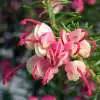 Growing Grevilleas Grevillea Dwarf Greencape - Garden Express Australia