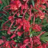 Grevillea John Evans - Garden Express Australia
