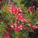 Grevillea Mini Marvel - Garden Express Australia