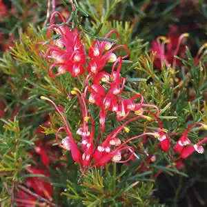 Grevillea Mini Marvel