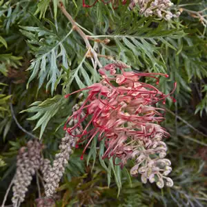 Grevillea Growing Guide Grevillea Robyn Gordon 14 - Garden Express Australia