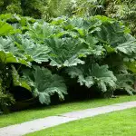 Top 10 Shade-loving Plants Gunnera 16 - Garden Express Australia