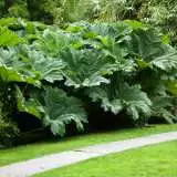 Gunnera 16 - Garden Express Australia
