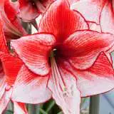 Hippeastrum Charisma 16 - Garden Express Australia
