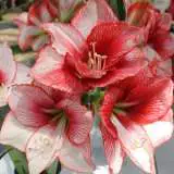 Hippeastrum Charisma Hippeastrum Charisma