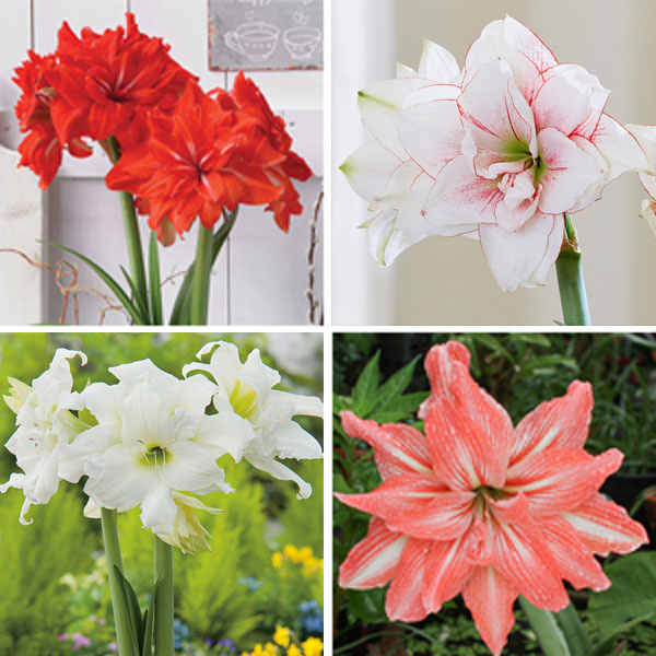 Hippeastrum Double Collection Garden Express