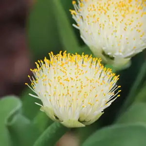 Haemanthus White