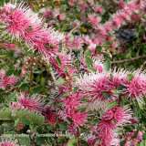 Hakea Burredong Beauty - Garden Express Australia